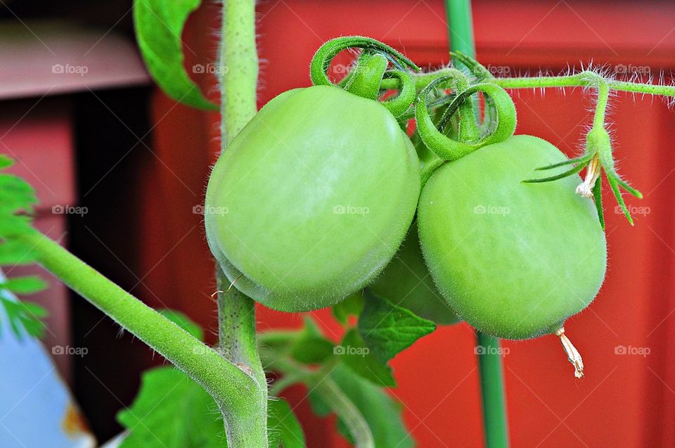 tomatoes