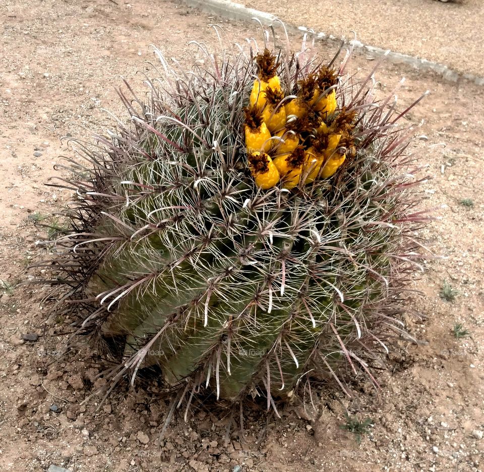 Cactus, flora