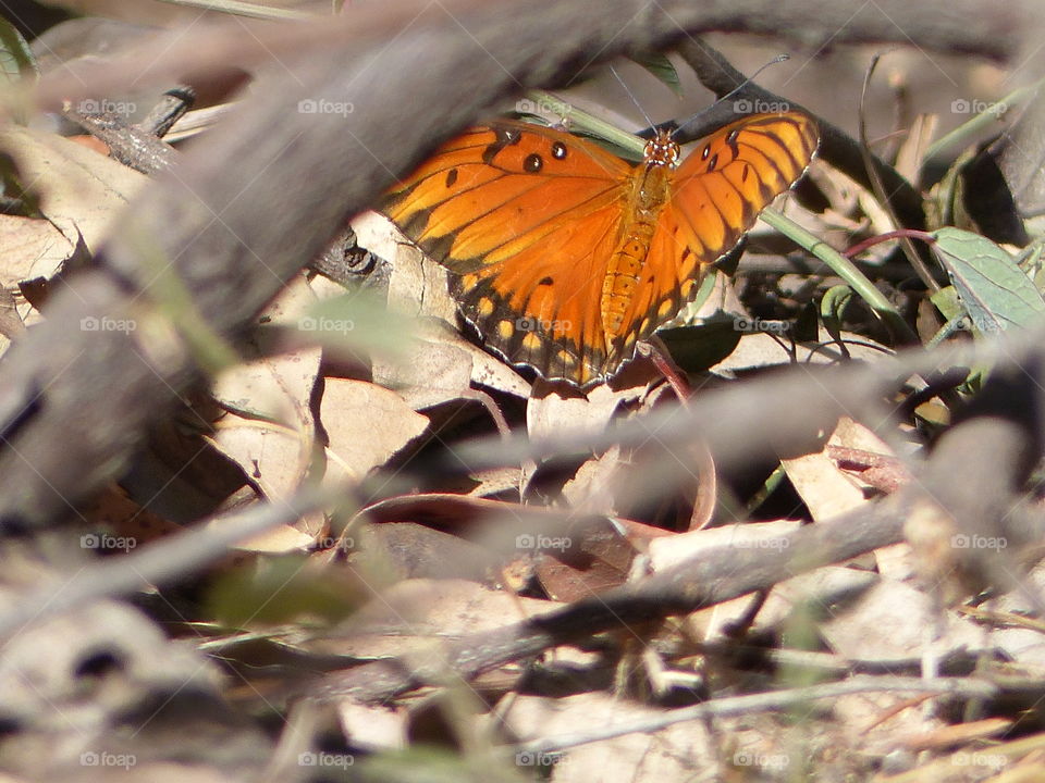 Wings open butterfly under branch 