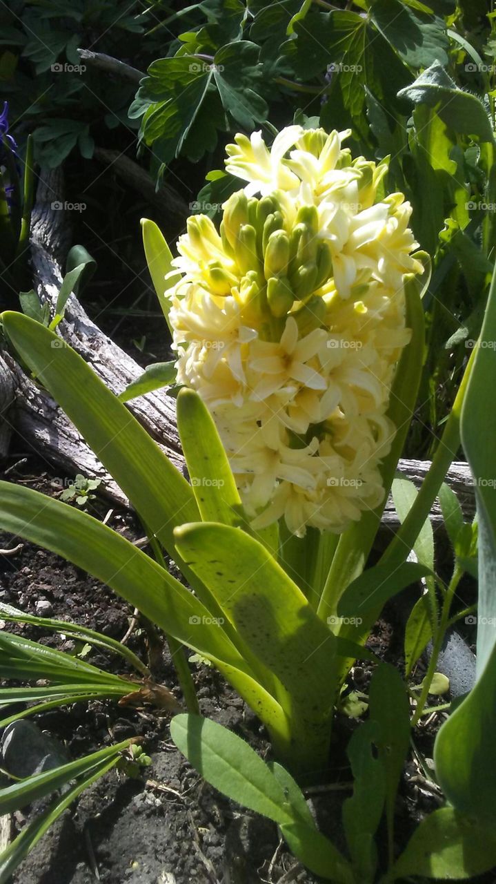 Yellow Bulb Blooms