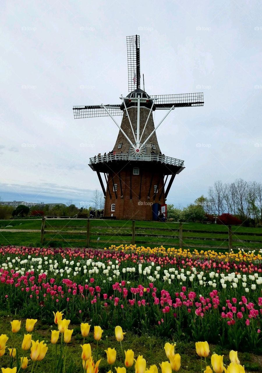 Windmill 