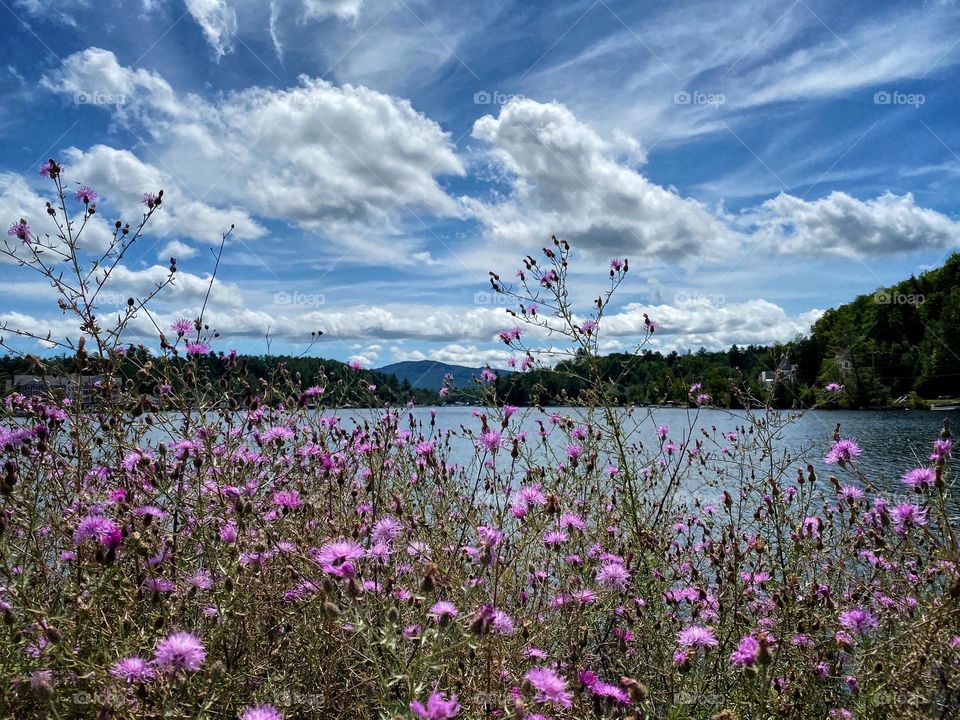 Purple flowers blooming beside a mountain lake in the Adirondack mountains of New York State