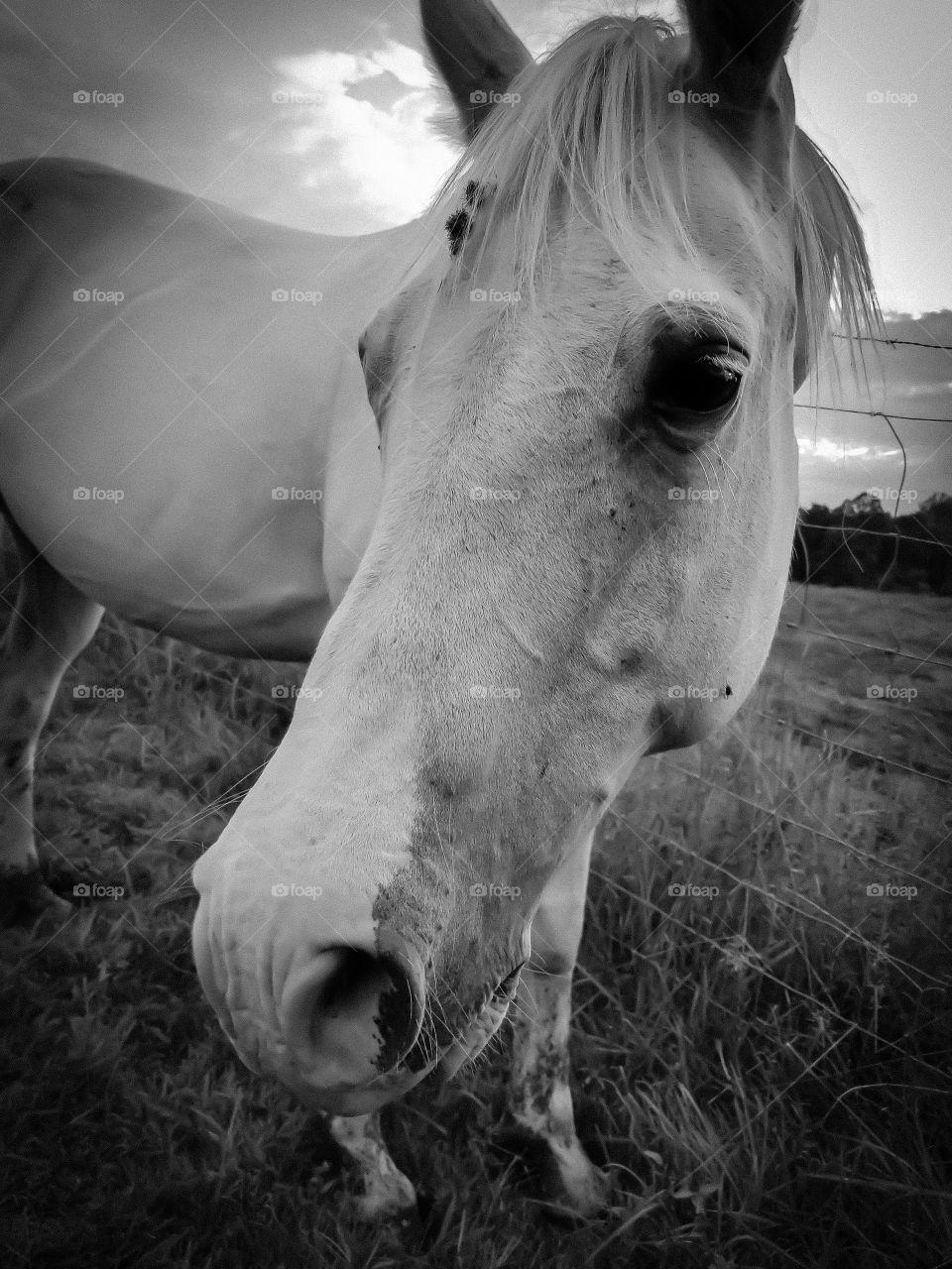 Black and White Photo of Horse