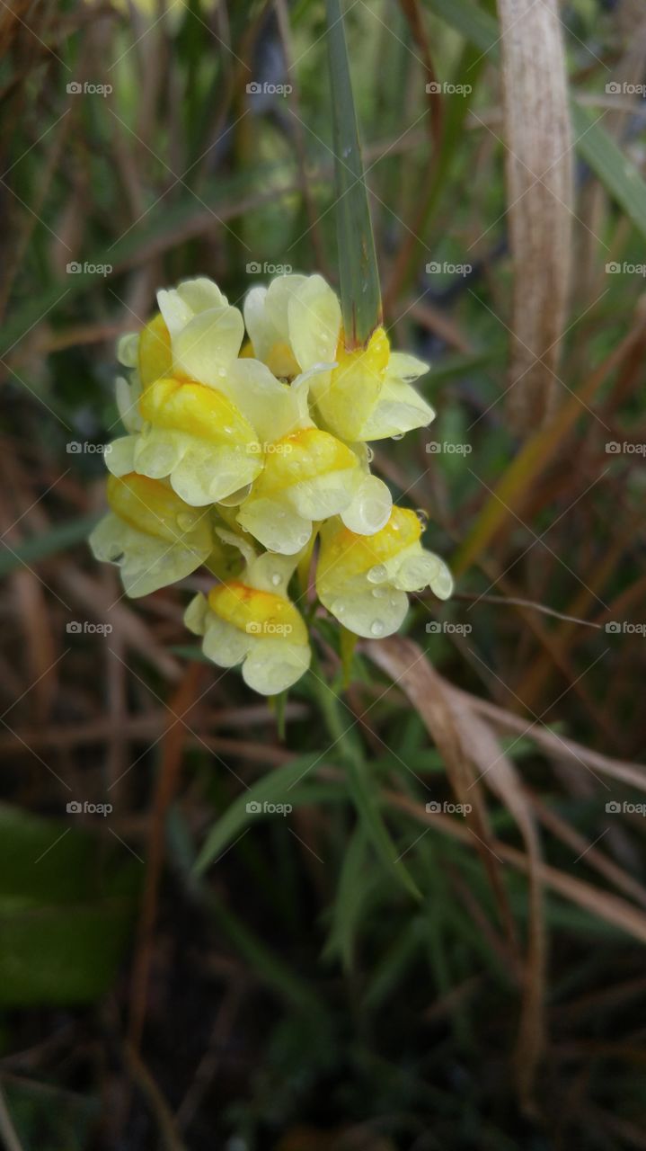 tiny yellow flower in the dew. tiny yellow flower covered in morning dew
