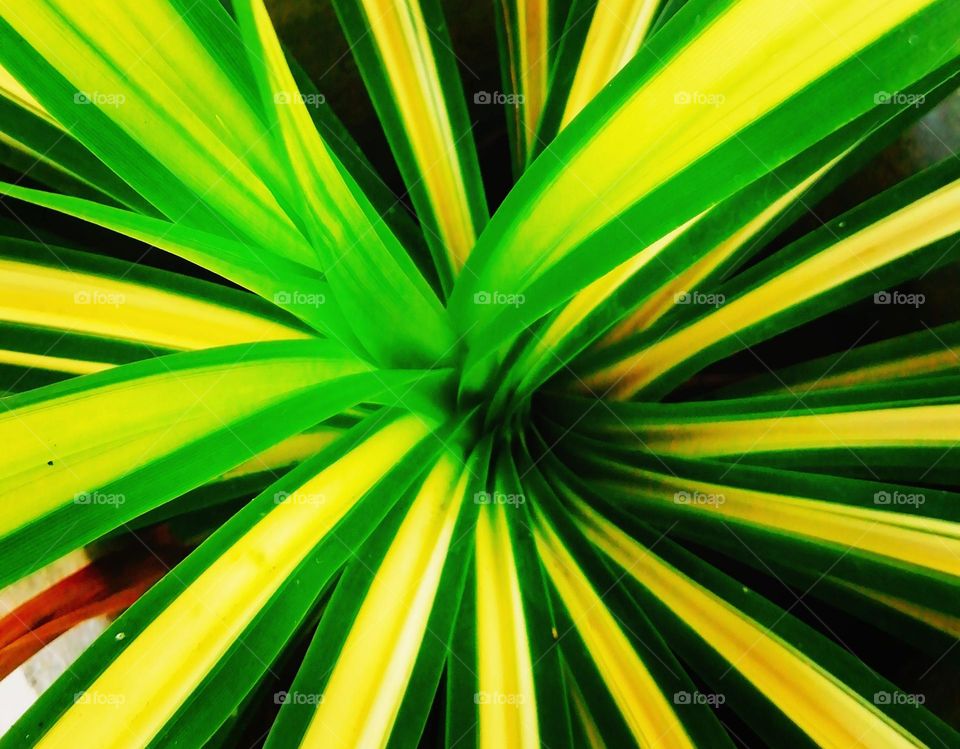 Green yellow line mix click