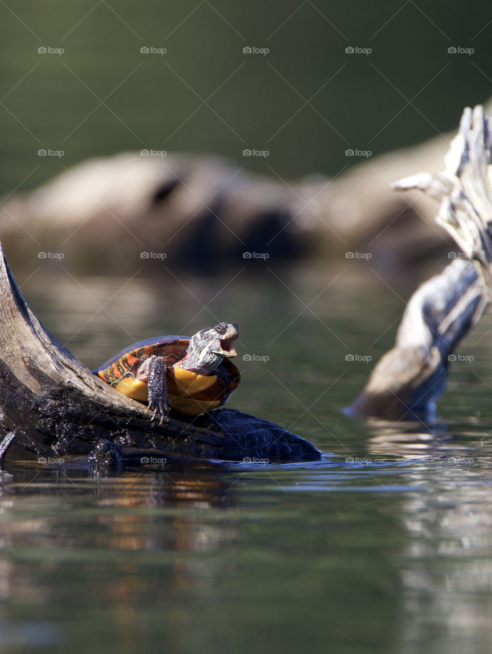 He may look like he singing, but he was really hissing letting me know that I was getting too close.