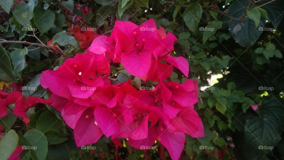 magenta flower's color, pure captured using Vivo model 1811_Vivo Y93, touching no software or application.