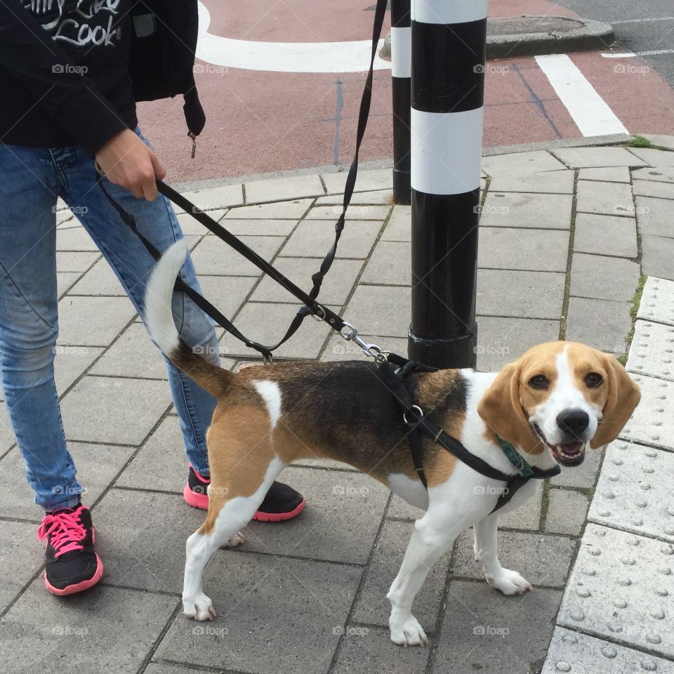 walking the smiling dog