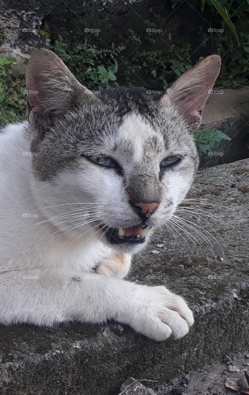 Cats are carnivorous animals but many people keep them and are liked because they are tame and fun to play with.