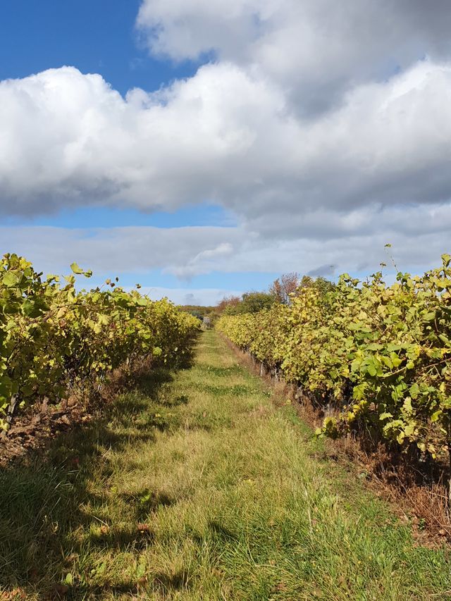 Vineyards
