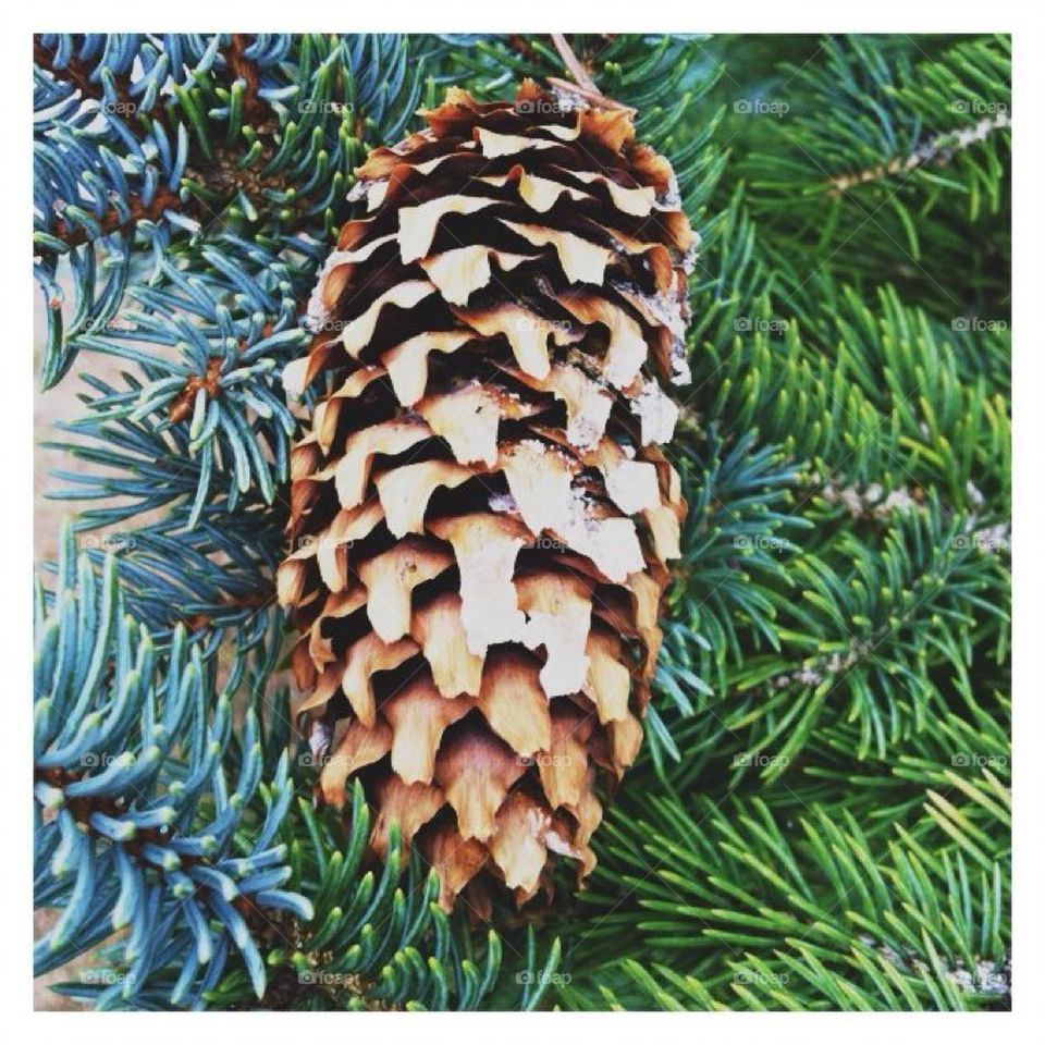 Pinecone