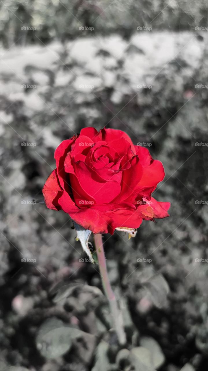 red Rose