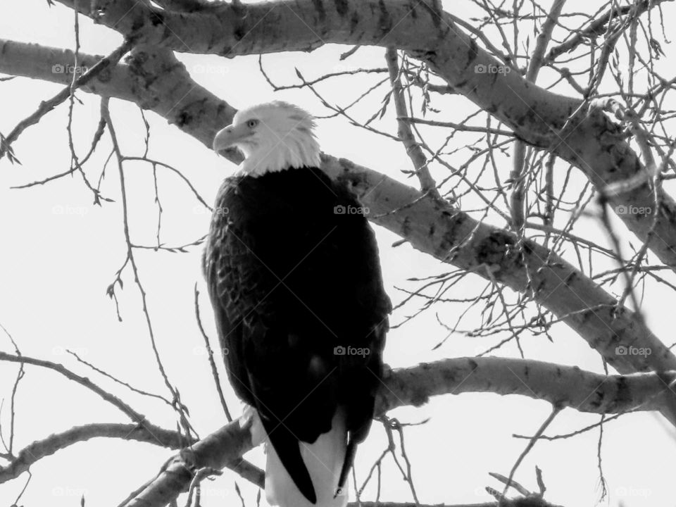 Beautiful Black and White Bald Eagle Perched in Tree "Big Beautiful Bird"