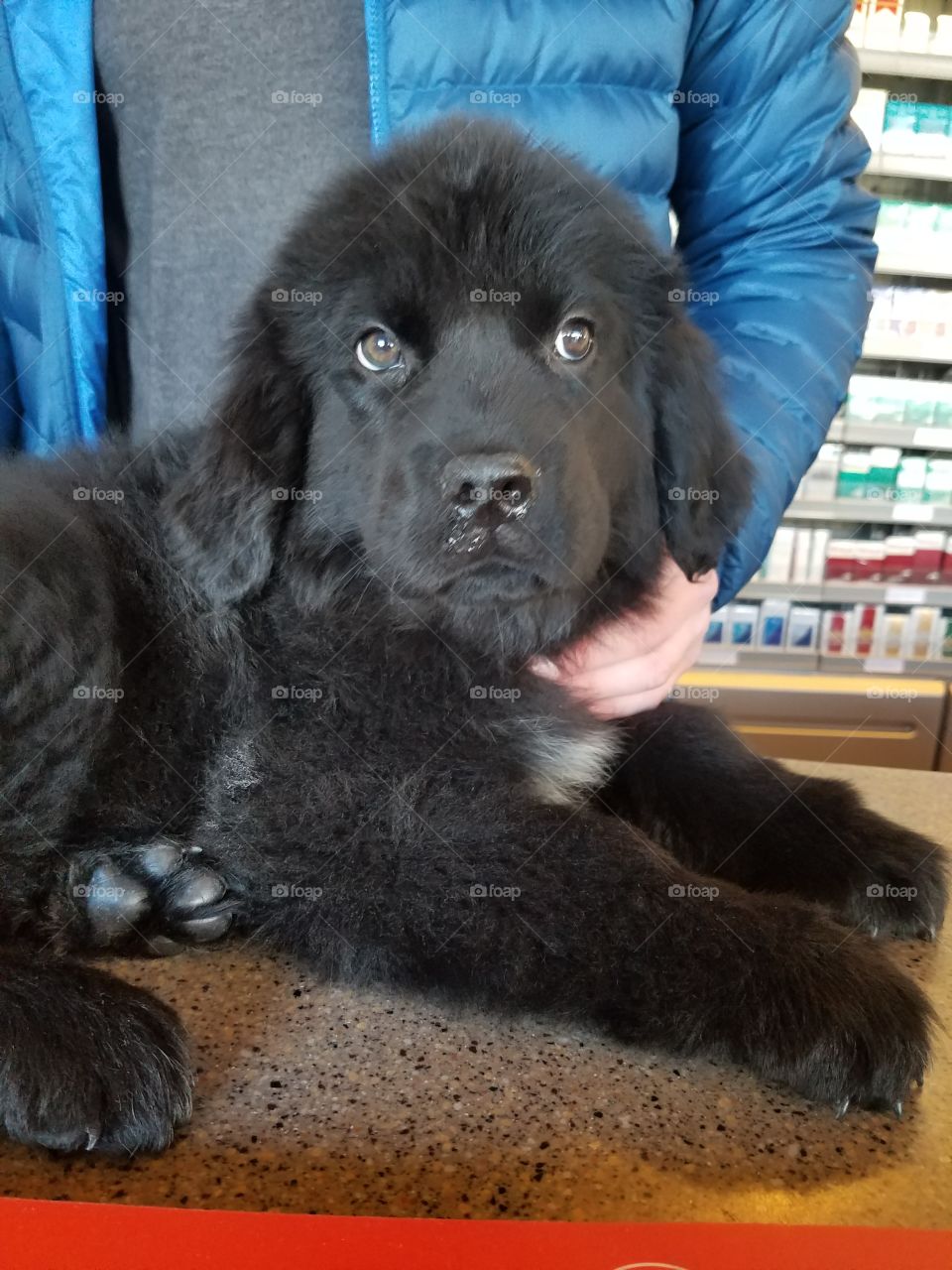 cute baby faces this 11 week old Newfoundland sure has one