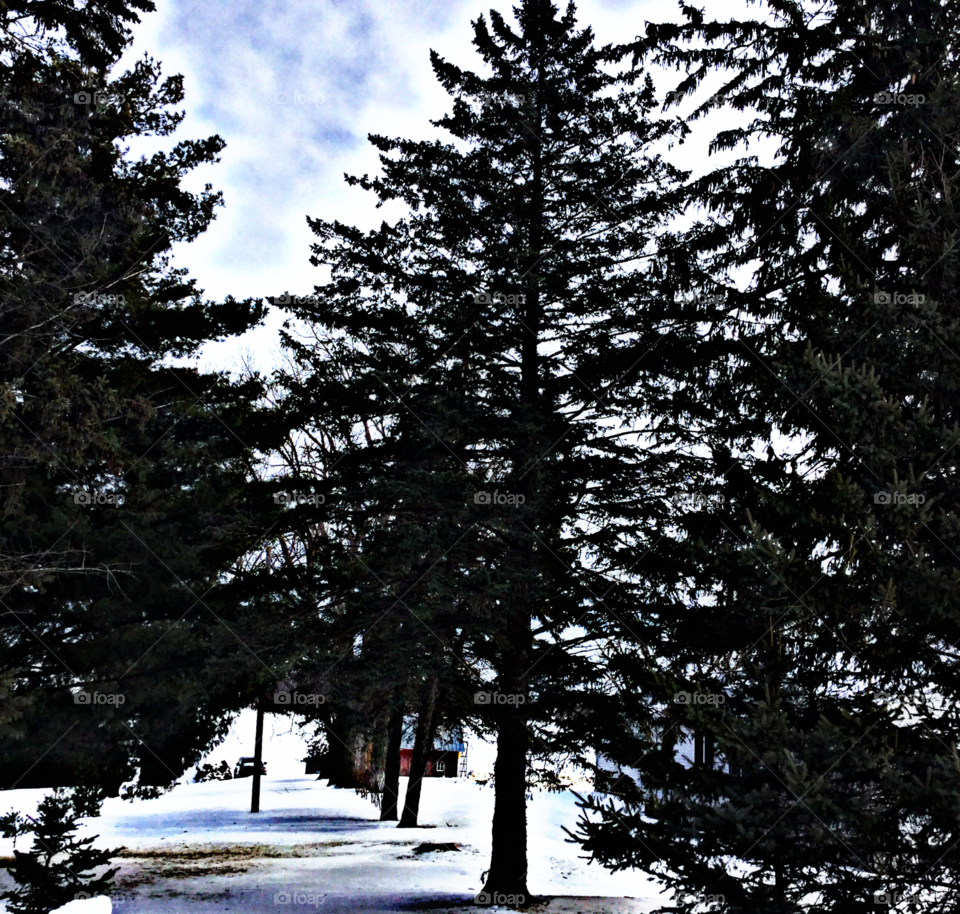 Tree, No Person, Winter, Nature, Snow