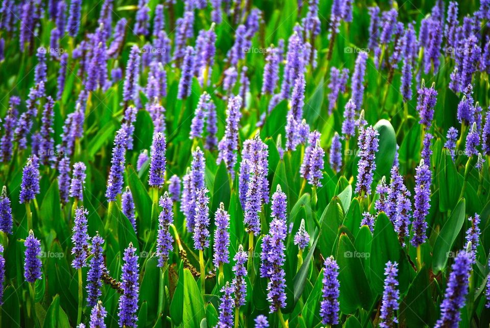 Purple salvia