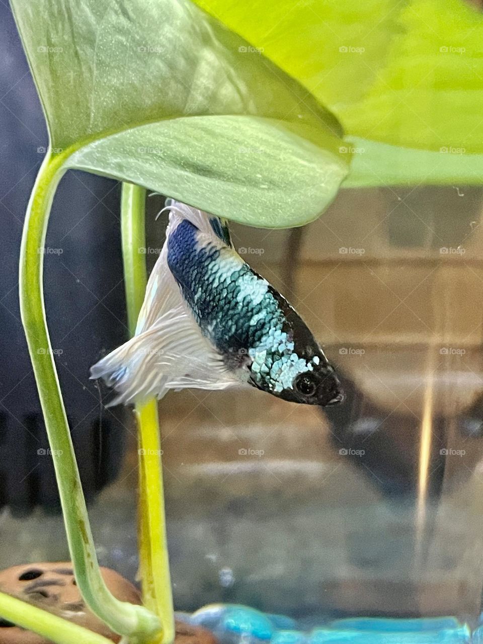 A photo of a butterfly betta fish swimming behind a plant.