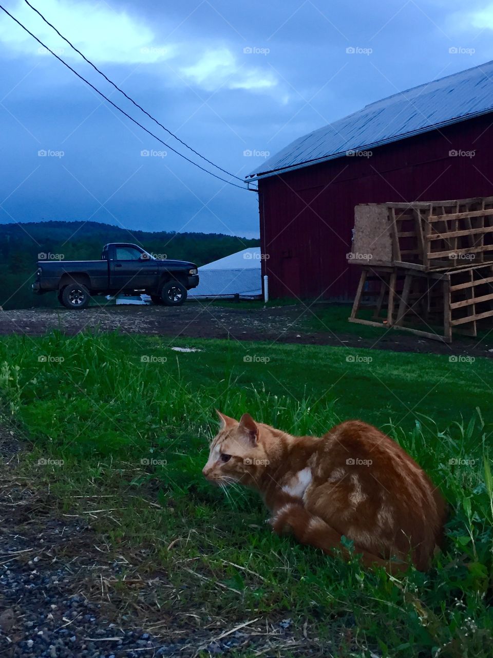 Barn Cat