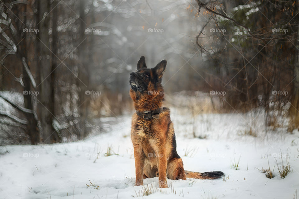 German shepherd dog outdoor portrait in winter forest