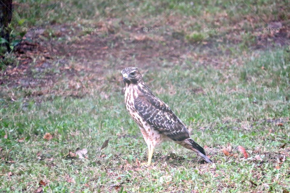 Grounded hawk
