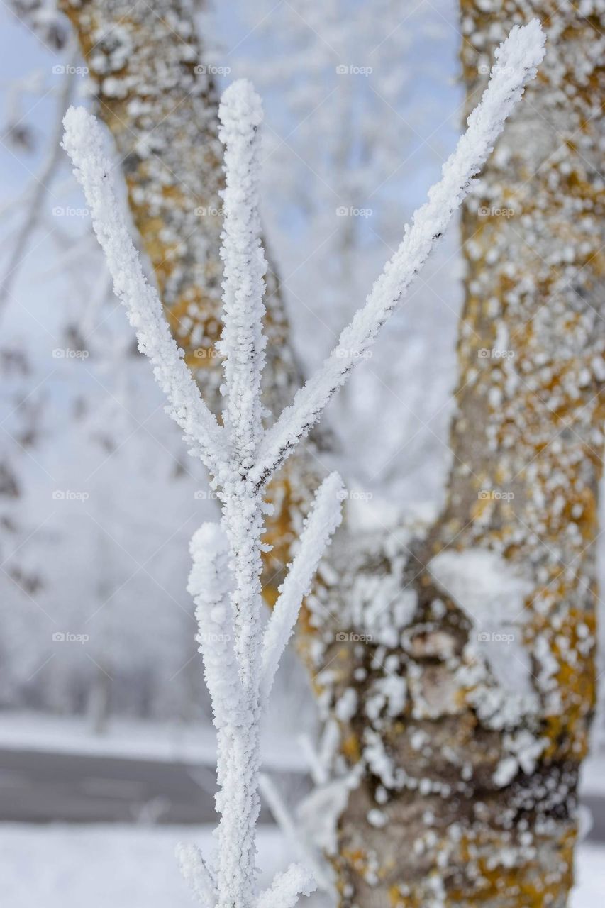 Frozen Tree