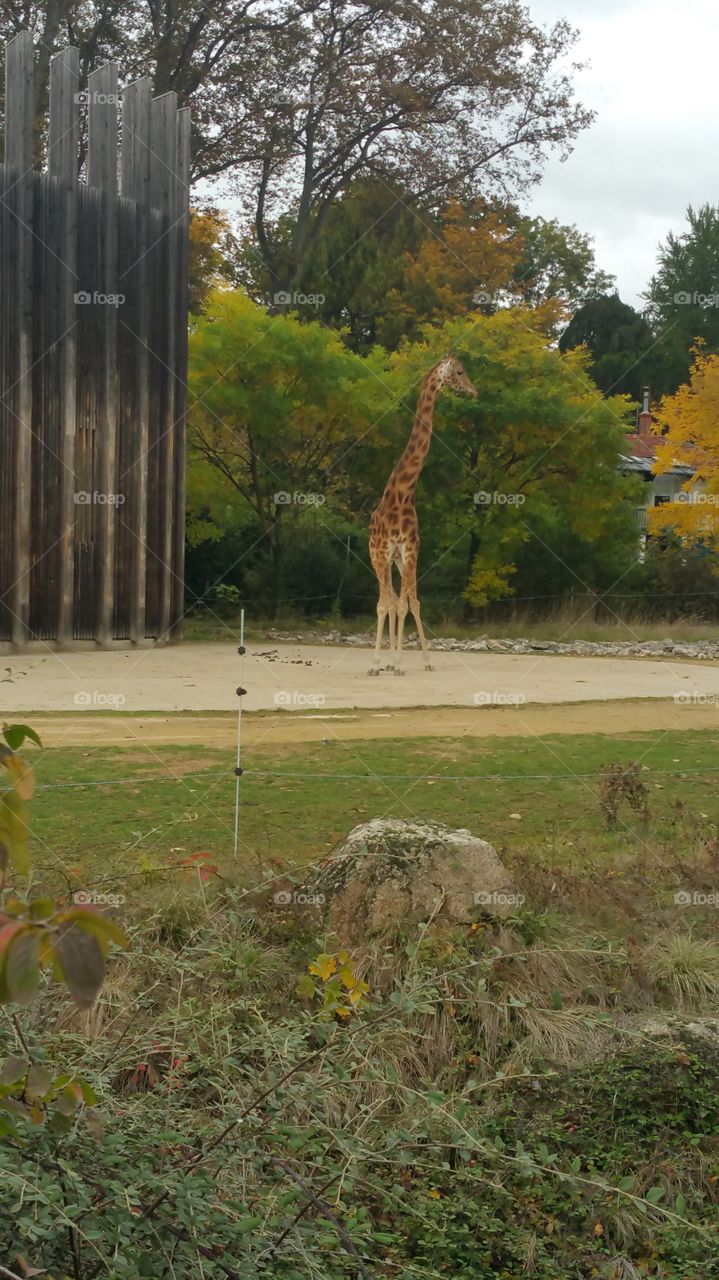 Girafe in the park, forest and trees