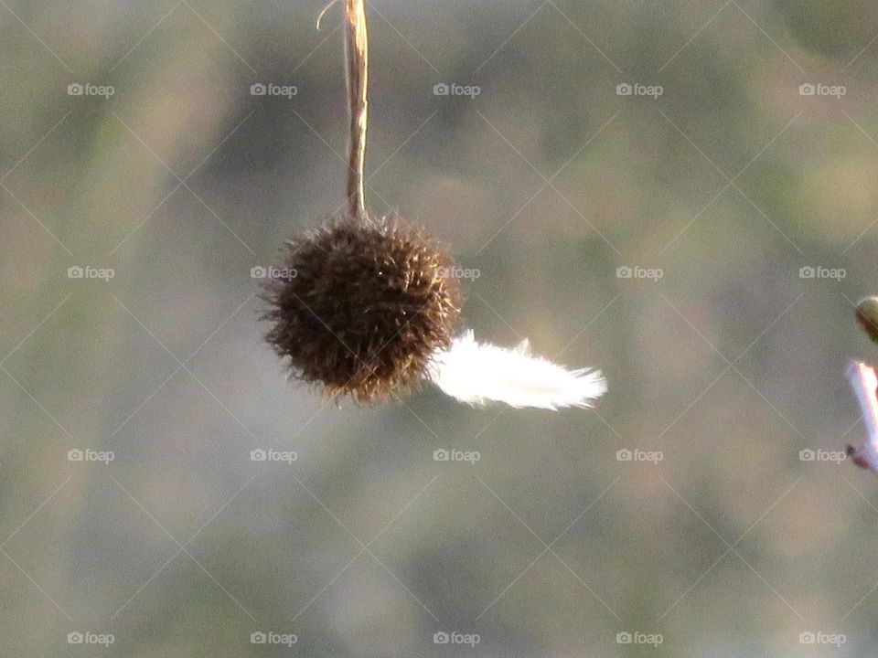 plane tree seed Witherspoon feather