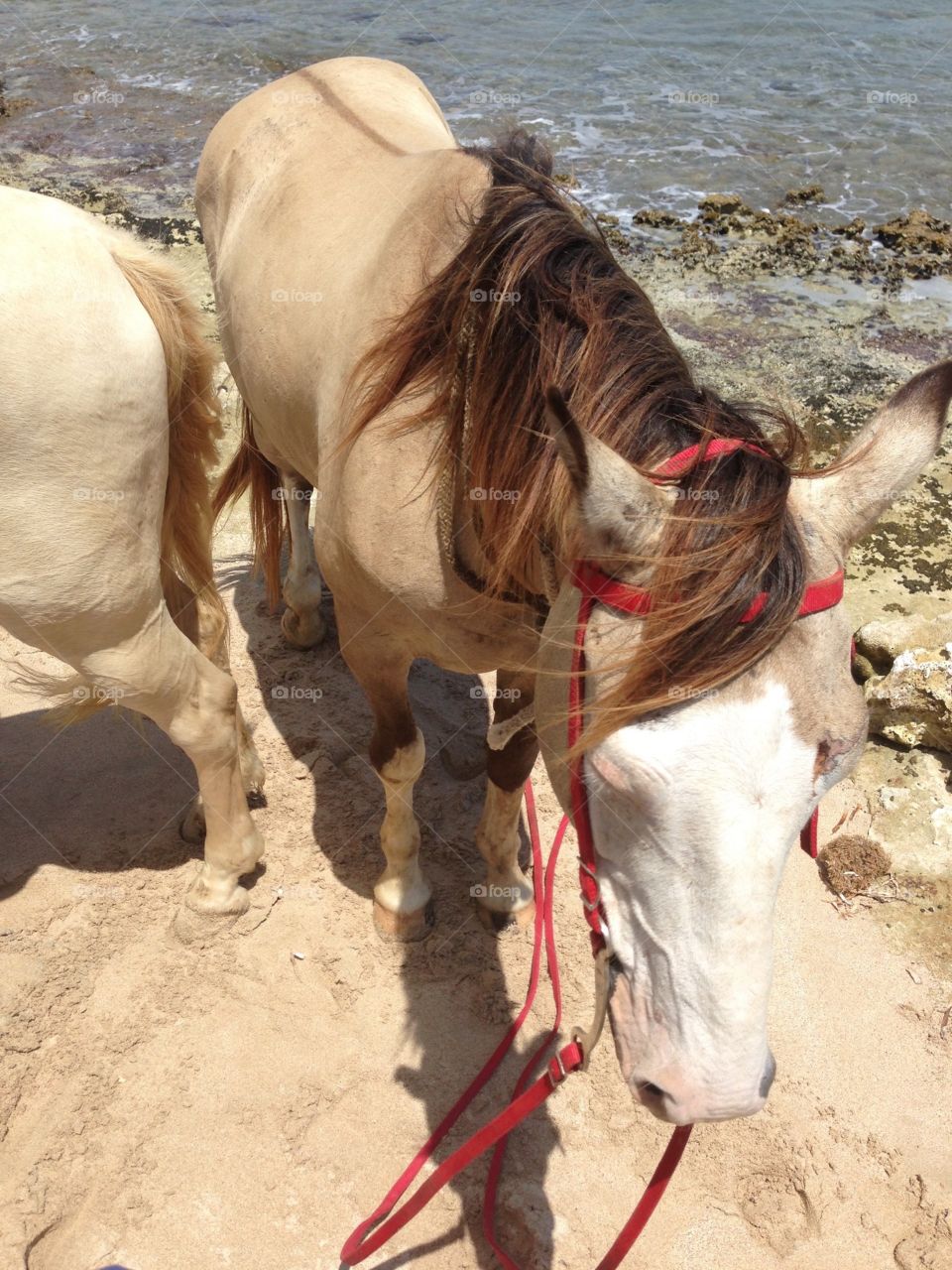 Beach horse 