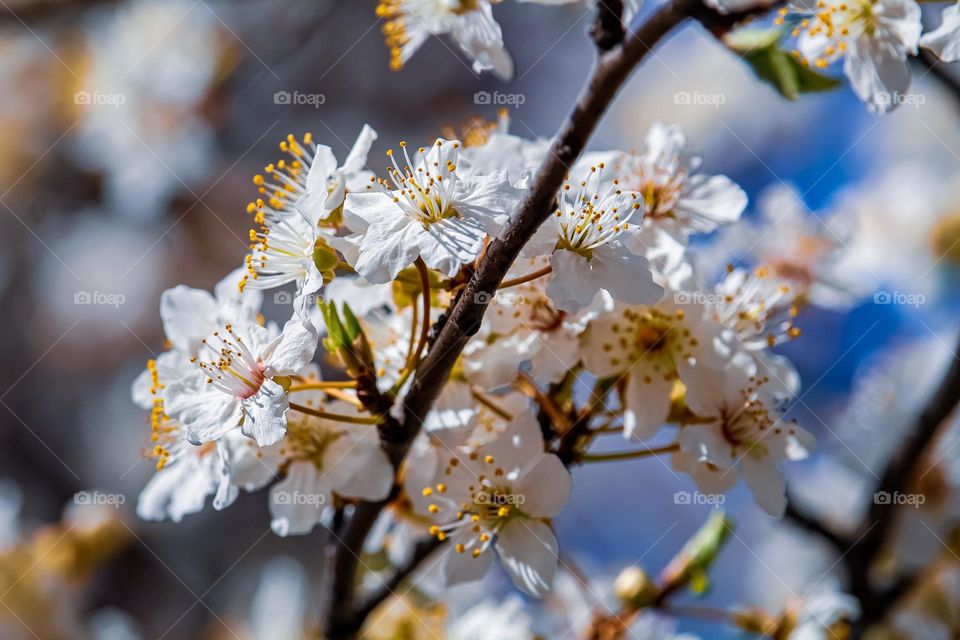 White spring flowers