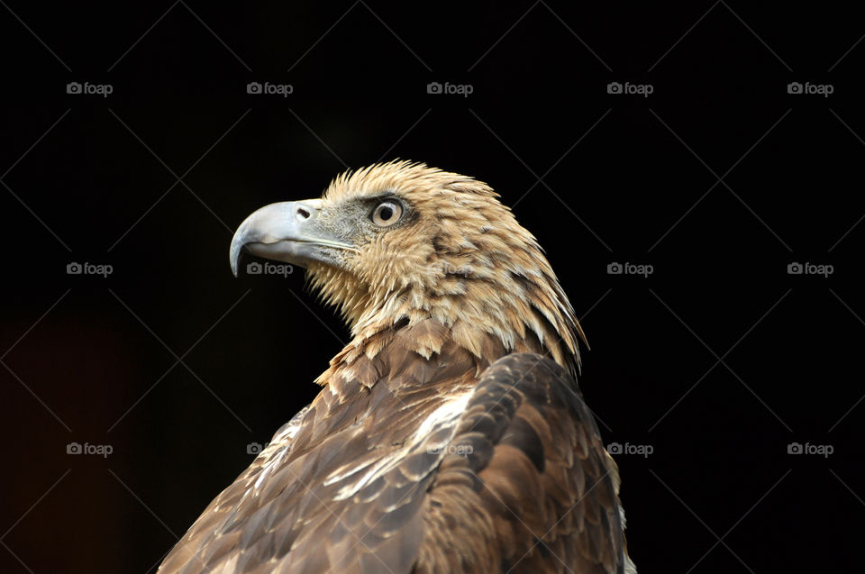 face eye bird feather by hkjohan