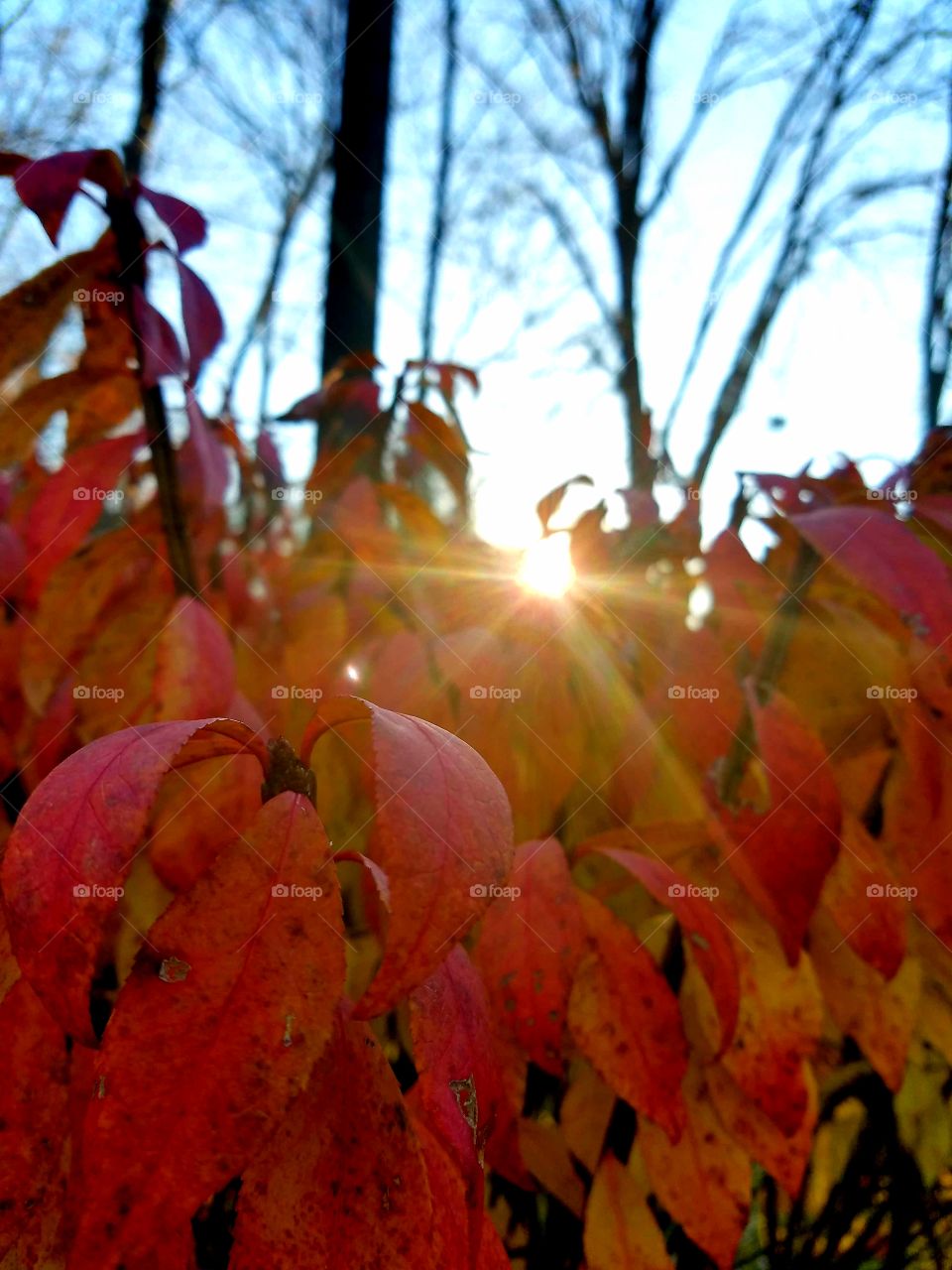 autumn leaves and sun setting