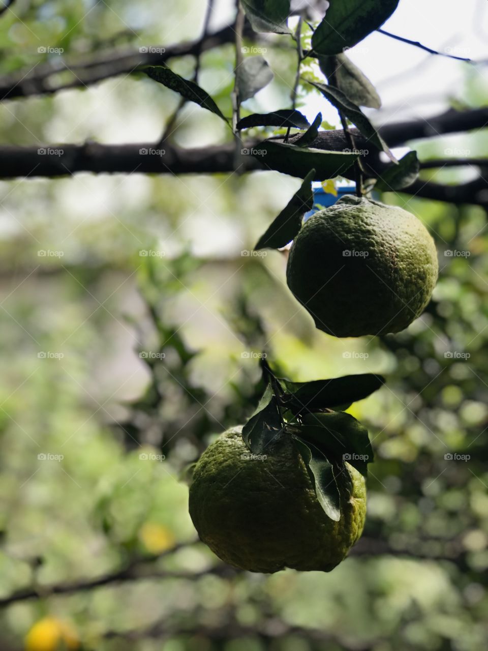 beautiful tangerines