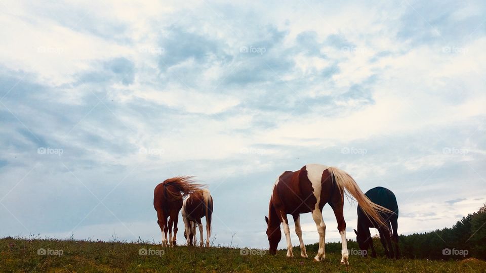 Horses taking an evening stroll, eating grass on their way.