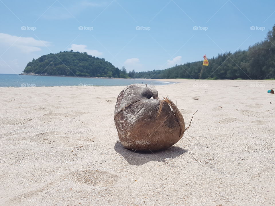 coconut husk on the beach