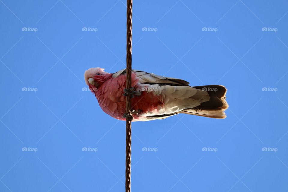 Pink Galah Cockatoo perched high on an electrical wire against vivid blue sky, closeup