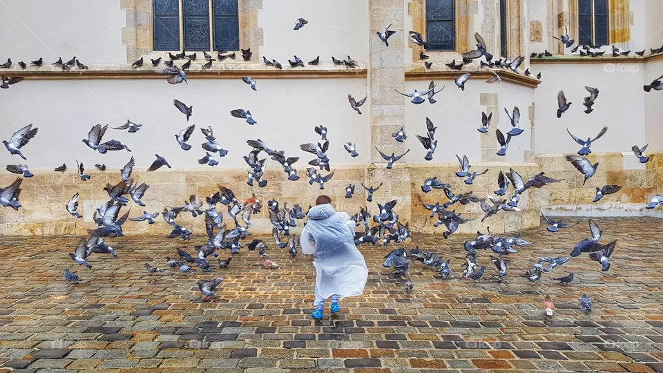 scary birds