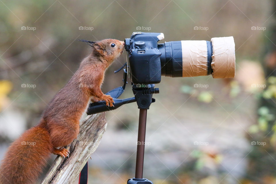 Red squirrel trying out the camera