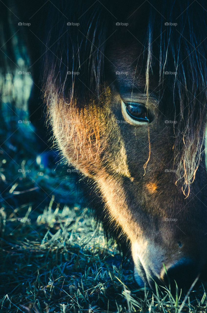 lawn mower