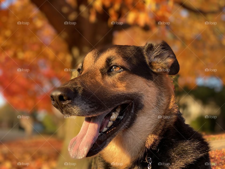 German shepherd mixed breed dog 