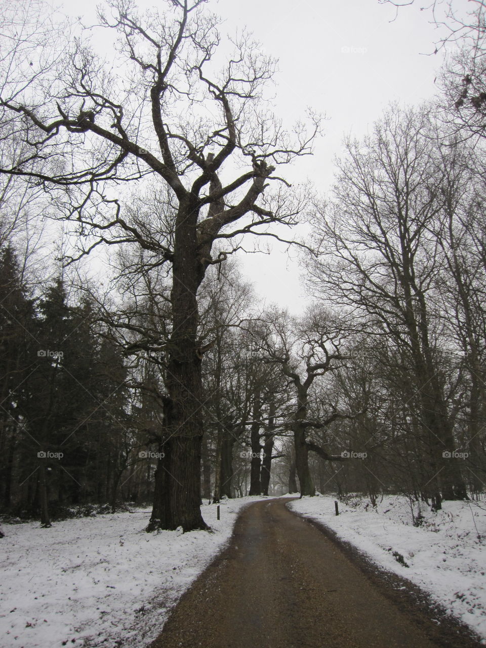 A Drive In The Snow