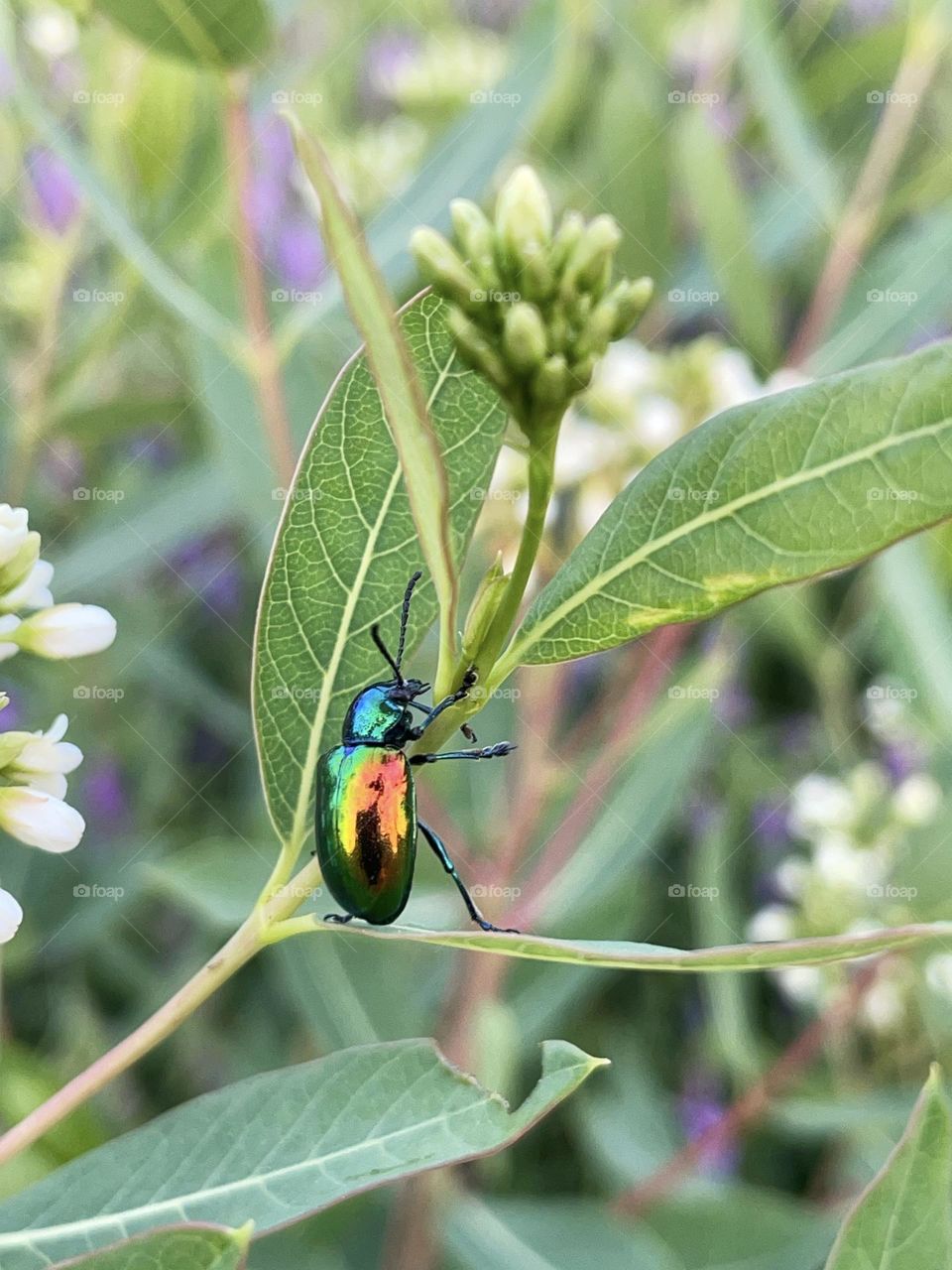 Dogbane beetle