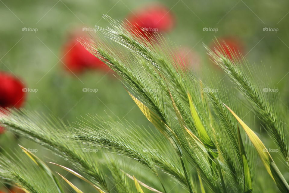 Grass