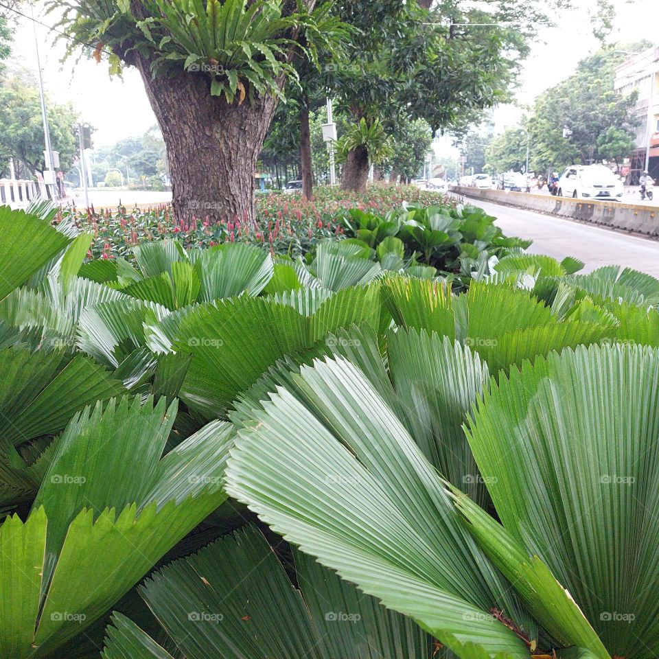 a park between two lanes