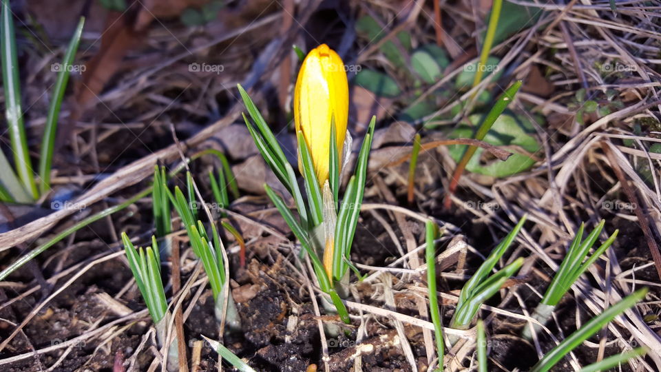 Yellow crocus bud growing in field