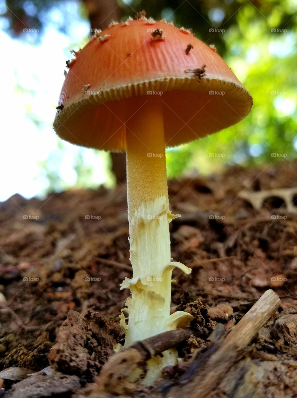 mushroom