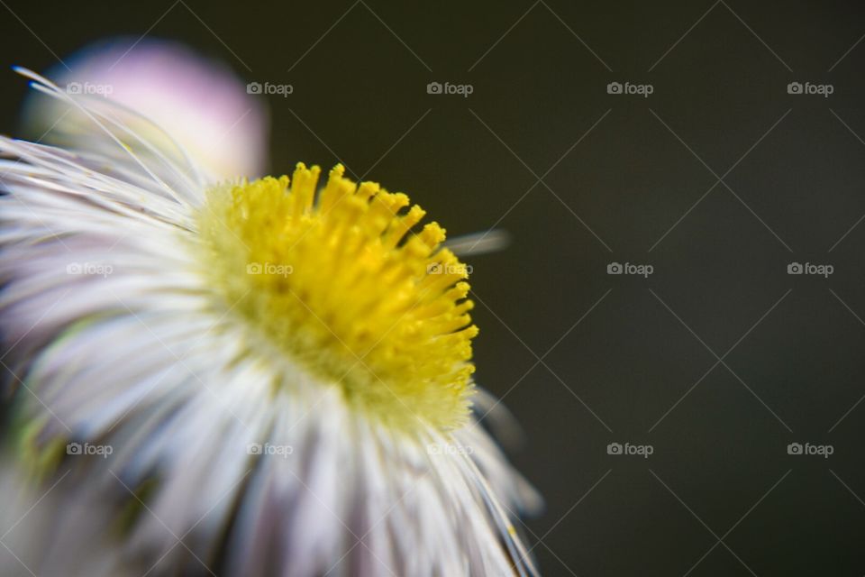 Macro daisy