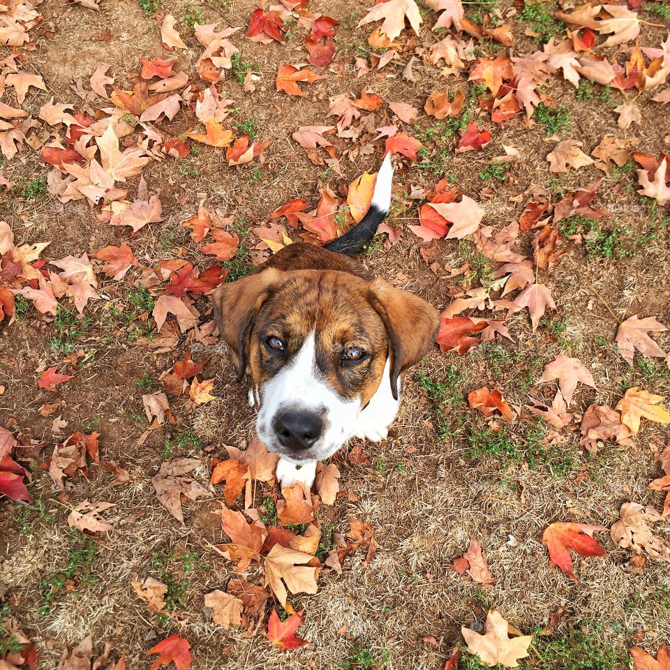 My beagle mix puppy loves the Fall foliage