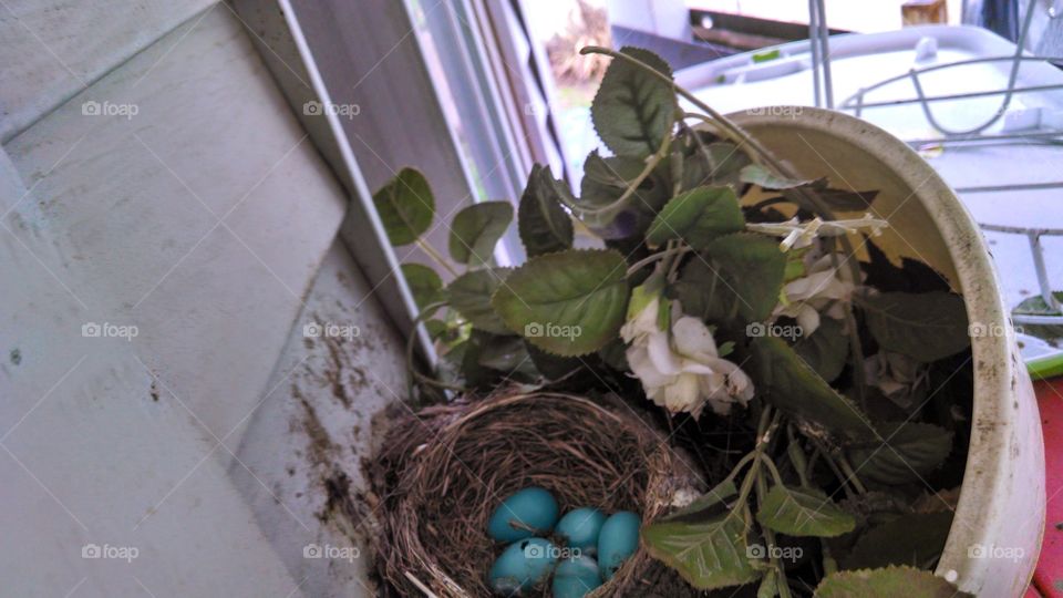 Robins eggs