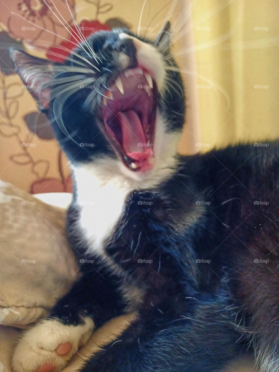 mein kleiner Kater ist müde