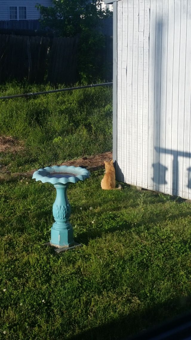 male kitty, barn